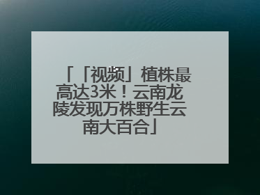 「视频」植株最高达3米！云南龙陵发现万株野生云南大百合