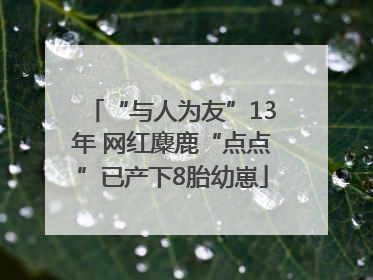 “与人为友”13年 网红麋鹿“点点”已产下8胎幼崽