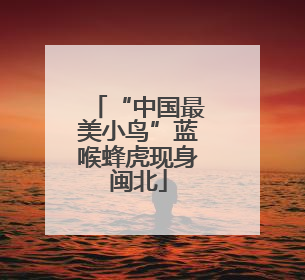 “中国最美小鸟”蓝喉蜂虎现身闽北