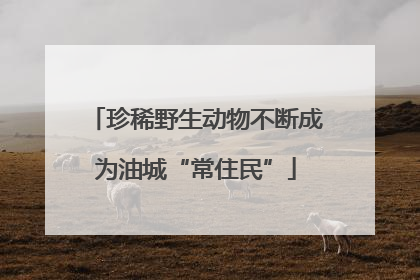 珍稀野生动物不断成为油城“常住民”