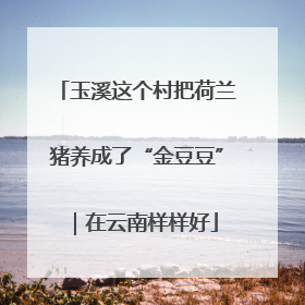 玉溪这个村把荷兰猪养成了“金豆豆”｜在云南样样好
