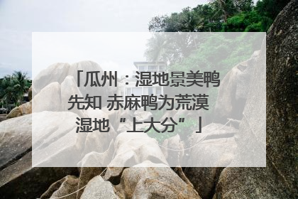 瓜州：湿地景美鸭先知 赤麻鸭为荒漠湿地“上大分”