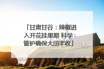 甘肃甘谷：辣椒进入开花挂果期 科学管护确保大田丰收