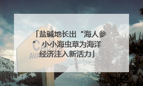 盐碱地长出“海人参” 小小海虫草为海洋经济注入新活力