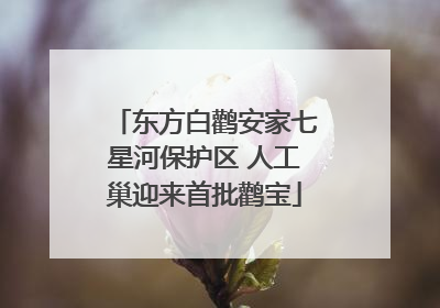 东方白鹳安家七星河保护区 人工巢迎来首批鹳宝