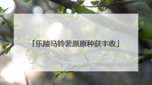 乐陵马铃薯原原种获丰收