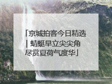 京城拍客今日精选｜蜻蜓早立尖尖角 尽赏夏荷气度华