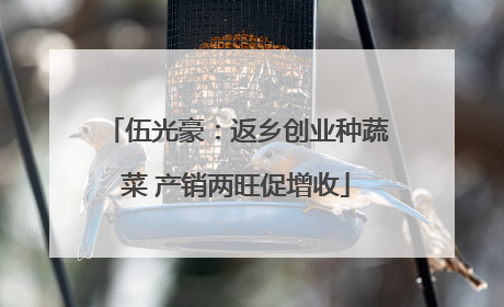 伍光豪：返乡创业种蔬菜 产销两旺促增收