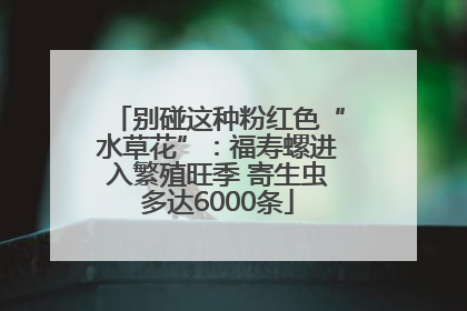 别碰这种粉红色“水草花”：福寿螺进入繁殖旺季 寄生虫多达6000条