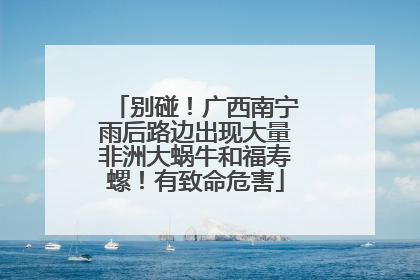别碰！广西南宁雨后路边出现大量非洲大蜗牛和福寿螺！有致命危害