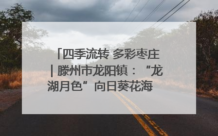 四季流转 多彩枣庄｜滕州市龙阳镇：“龙湖月色”向日葵花海 绘就乡村振兴新画卷