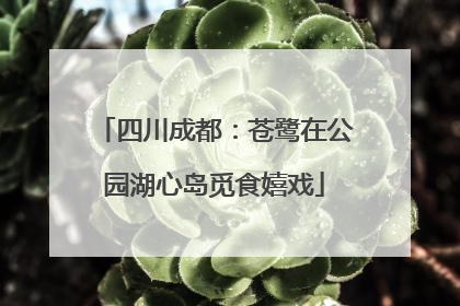 四川成都：苍鹭在公园湖心岛觅食嬉戏