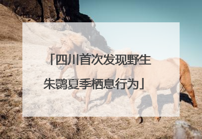 四川首次发现野生朱鹮夏季栖息行为