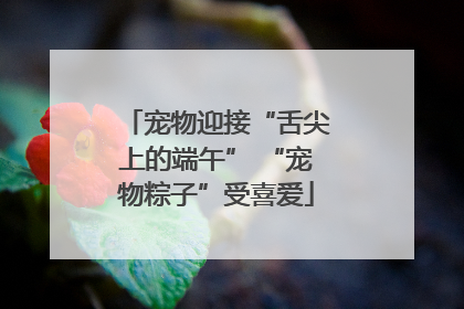 宠物迎接“舌尖上的端午” “宠物粽子”受喜爱