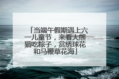 当端午假期遇上六一儿童节，来看大熊猫吃粽子，赏绣球花和马鞭草花海
