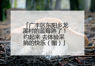 广丰区东阳乡龙溪村的蓝莓熟了！约起来 去体验采摘的快乐（图）