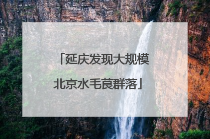 延庆发现大规模北京水毛茛群落