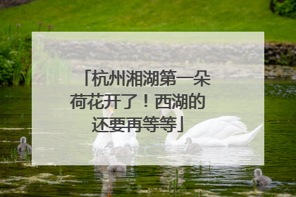 杭州湘湖第一朵荷花开了！西湖的还要再等等