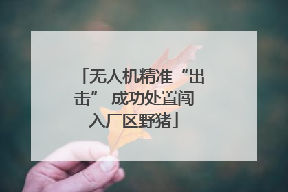 无人机精准“出击” 成功处置闯入厂区野猪