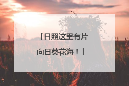日照这里有片向日葵花海！