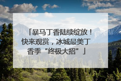 暴马丁香陆续绽放！快来观赏，冰城最美丁香季“终极大招”