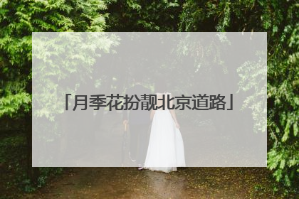 月季花扮靓北京道路