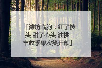 潍坊临朐：红了枝头 甜了心头 油桃丰收季果农笑开颜