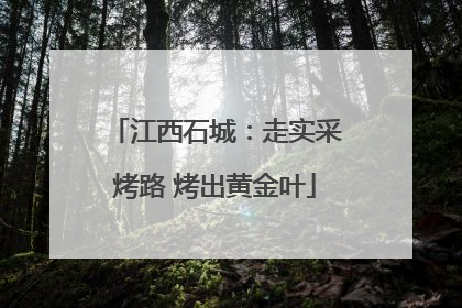 江西石城:走实采烤路 烤出黄金叶