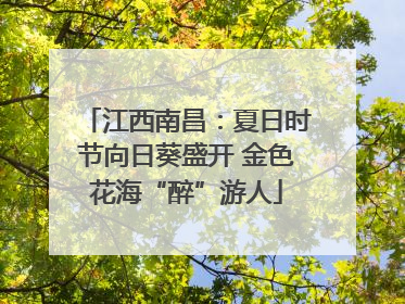 江西南昌：夏日时节向日葵盛开 金色花海“醉”游人
