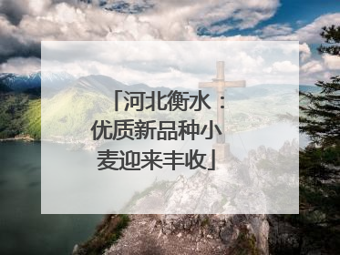 河北衡水：优质新品种小麦迎来丰收