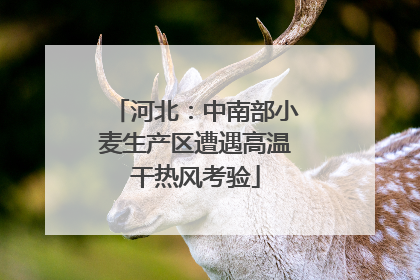 河北：中南部小麦生产区遭遇高温干热风考验