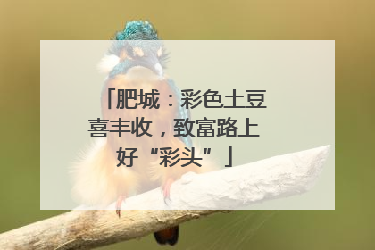 肥城：彩色土豆喜丰收，致富路上好“彩头”