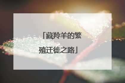 藏羚羊的繁殖迁徙之路
