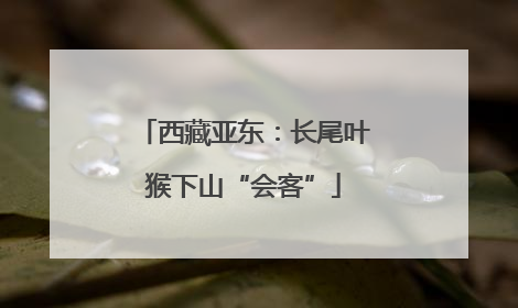 西藏亚东：长尾叶猴下山“会客”