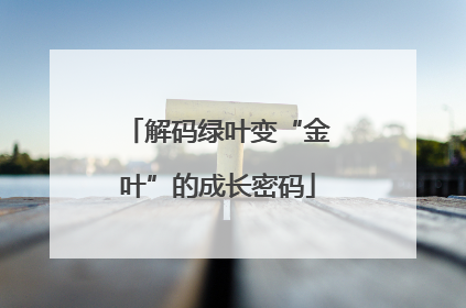 解码绿叶变“金叶”的成长密码