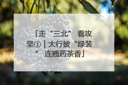走“三北” 看攻坚①｜太行披“绿装” 连翘药茶香