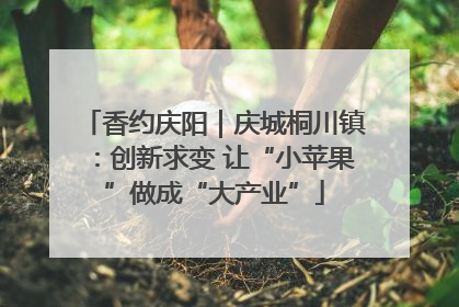 香约庆阳｜庆城桐川镇：创新求变 让“小苹果”做成“大产业”