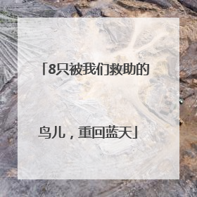 8只被我们救助的鸟儿，重回蓝天